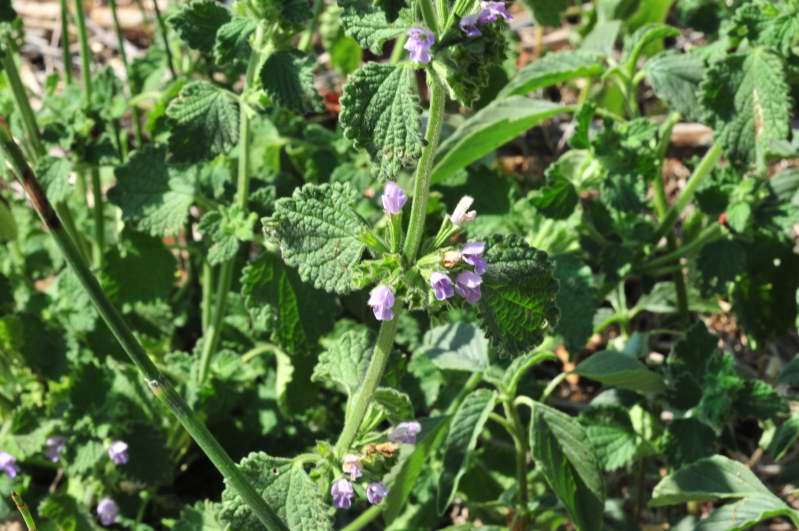 Ballota nigra sl.